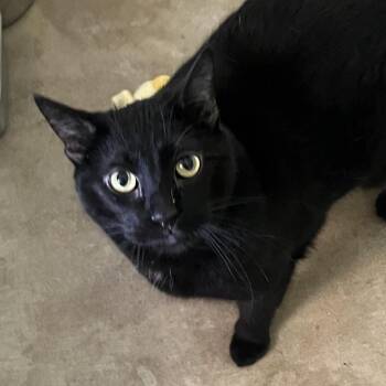 Butternut Squash -  Domestic Short Hair Cat for Adoption in Chicago, Illinois - Butternut Squash | PetCurious