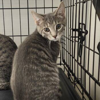 Oliver -  Domestic Short Hair Cat for Adoption - Oliver | PetCurious