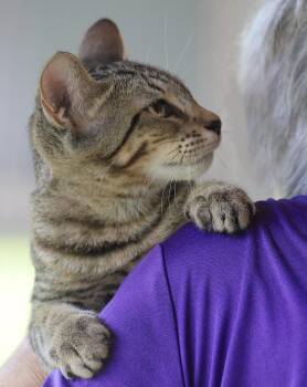 Skipper -  Domestic Short Hair Cat for Adoption in North Fort Myers, Florida - Skipper | PetCurious