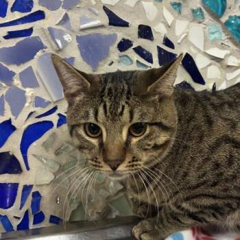 Domestic Short Hair Cats Available for Adoption in Pensacola, Florida - STERLING | PetCurious