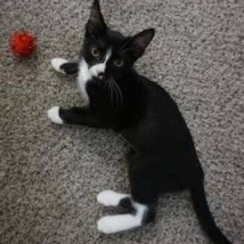 Tiny Tuna -  Tuxedo Cat for Adoption in Fresno, California - Tiny Tuna | PetCurious
