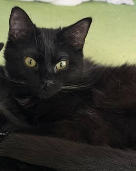 Pluto -  Domestic Short Hair Cat Available for Adoption in Kirklin, Indiana - Pluto | PetCurious