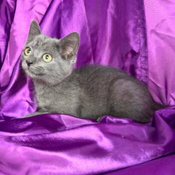 Wild Fire 56355 -  Domestic Short Hair and Russian Blue Cat for Adoption in Eaton Rapids, Michigan - Wild Fire 56355 | PetCurious