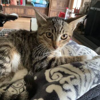 Ryker -  Tabby and Domestic Short Hair Cat for Adoption in Mastic, New York - Ryker | PetCurious
