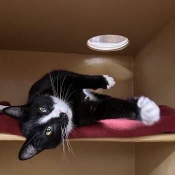 Fig -  Domestic Short Hair Cat for Adoption in Spokane, Washington - Fig | PetCurious