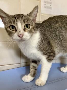 Rescue Domestic Short Hair Cats for Adoption in San Antonio, Texas - Boo | PetCurious