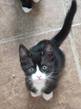 *BERGIE - BLUE -  Domestic Short Hair Cat for Adoption in Woodland, California - *BERGIE - BLUE | PetCurious