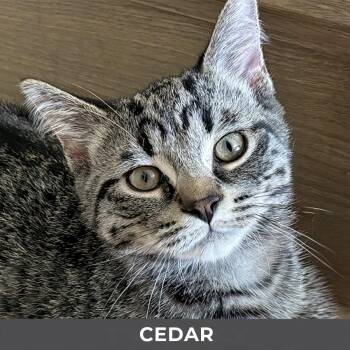 Cedar -  Domestic Short Hair Cat for Adoption in Toronto, Ontario - Cedar | PetCurious