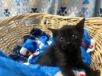 Domestic Short Hair Cats Available for Adoption in Rosenberg, Texas - GRACE | PetCurious