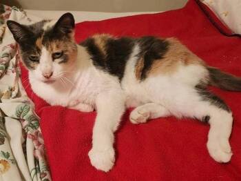 Domestic Short Hair Cats Available for Adoption - CALI | PetCurious