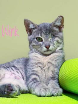 Wink -  Domestic Short Hair Cat for Adoption in Bethel, Ohio - Wink | PetCurious