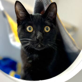Rescue Domestic Short Hair Cats for Adoption in Oakland, California - Mr. Meowgi | PetCurious