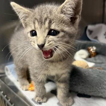 Gilbert -  Domestic Short Hair Cat for Adoption in Waynesville, North Carolina - Gilbert | PetCurious