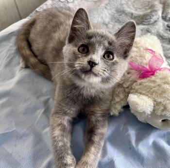 Domestic Short Hair and Dilute Tortoiseshell Cats Available for Adoption in Rocky Hill, Connecticut - Lavender | PetCurious