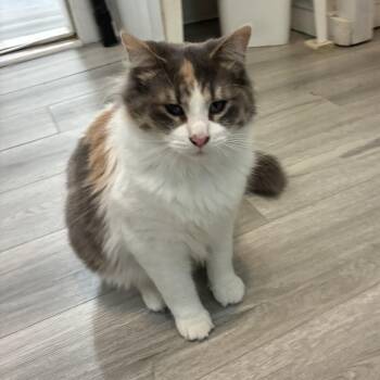Amber -  Calico Cat for Adoption in Saint-jacques, Quebec - Amber | PetCurious