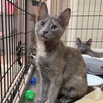 Violet -  Domestic Short Hair Cat for Adoption in Wantagh, New York - Violet | PetCurious