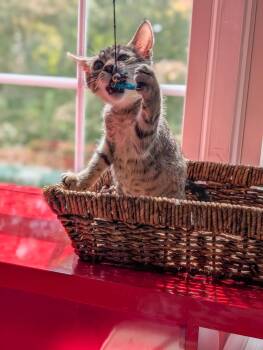 Rose bonded with Thyme in fostercare -  Domestic Short Hair Cat for Adoption in Ellicott City, Maryland - Rose Bonded With Thyme In Fostercare | PetCurious