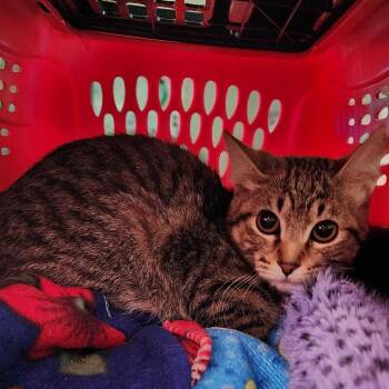 Domestic Short Hair Cats Available for Adoption in Davenport, Iowa - Little Dude | PetCurious
