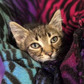 Joey -  Domestic Short Hair Cat for Adoption in Westland, Michigan - Joey | PetCurious