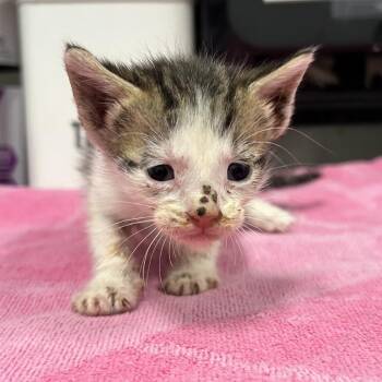 Lydia (Green Collar) -  Domestic Short Hair Cat for Adoption in League City, Texas - Lydia (Green Collar) | PetCurious
