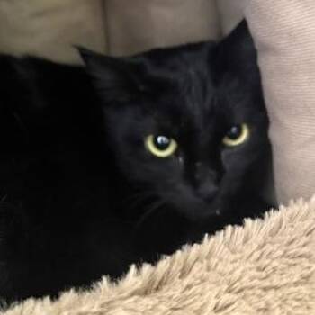 PHOENIX -  Domestic Short Hair Cat for Adoption in Fernandina Beach, Florida - PHOENIX | PetCurious