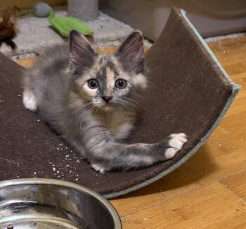 Gelato -  Domestic Medium Hair Cat for Adoption in Bloomington, Indiana - Gelato | PetCurious