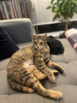 Rescue Torbie Cats for Adoption in Burnaby, British Columbia - Celyn | PetCurious