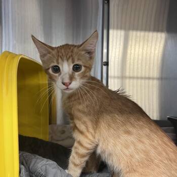 Beep Bop -  Domestic Short Hair Cat for Adoption in Manhattan, Kansas - Beep Bop | PetCurious