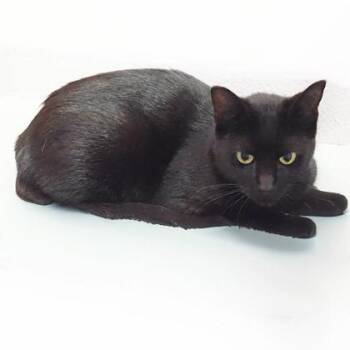 Juanita -  Domestic Short Hair Cat for Adoption in Largo, Florida - Juanita | PetCurious