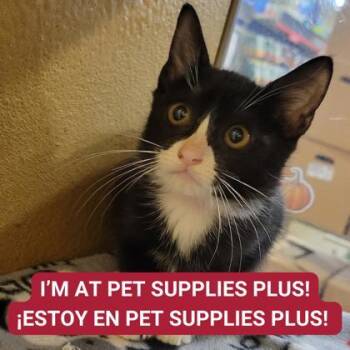 Rescue Domestic Short Hair Cats for Adoption in Carrollton, Texas - Matcha | PetCurious