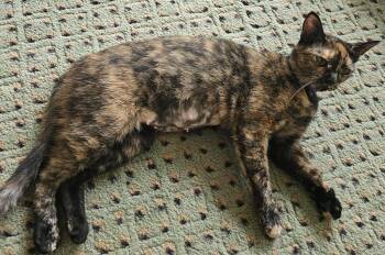 Libby -  Domestic Short Hair Cat for Adoption in Ottawa Hills, Ohio - Libby | PetCurious