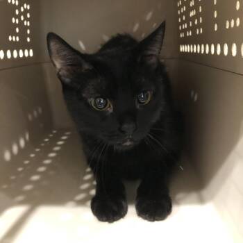 Jessie -  Domestic Short Hair Cat for Adoption in Oak Park, Illinois - Jessie | PetCurious