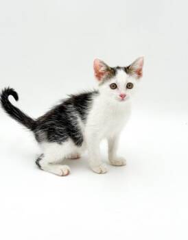 Paisley -  Domestic Short Hair Cat for Adoption in Bowling Green, Kentucky - Paisley | PetCurious