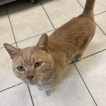 Domestic Short Hair Cats Available for Adoption in Peconic, New York - Charlie | PetCurious