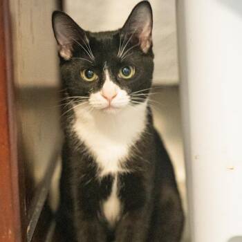 Rescue Tuxedo Cats for Adoption in Bethel, Connecticut - Purrito   CUTE AS A BUTTON | PetCurious