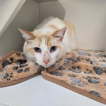 Kilo -  Domestic Short Hair Cat for Adoption in Jasper, Indiana - Kilo | PetCurious