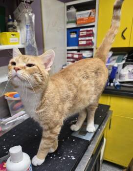 Domestic Short Hair Cats Available for Adoption - Cecil | PetCurious