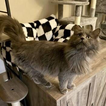 Domestic Long Hair Cats Available for Adoption - Eloise | PetCurious