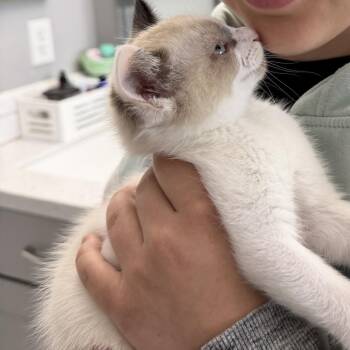 Irish Coco @PAWZ pet cafe -  Siamese Cat for Adoption in Carmel, Indiana - Irish Coco @PAWZ Pet Cafe | PetCurious
