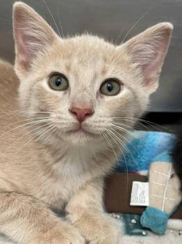 Buff male- Available for foster-to-adopt -  Domestic Short Hair Cat for Adoption in Hayward, Wisconsin - Buff Male- Available For Foster-to-adopt | PetCurious