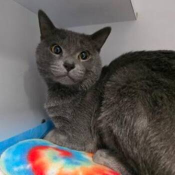 Domestic Short Hair Cats Available for Adoption - Hibachi | PetCurious