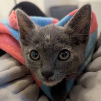 Rescue Domestic Short Hair Cats for Adoption in Boerne, Texas - Rubber Ducky | PetCurious