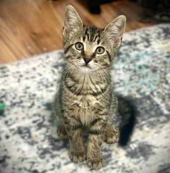 Domestic Medium Hair and Tabby Cats Available for Adoption in Fort Myers, Florida - Camden | PetCurious