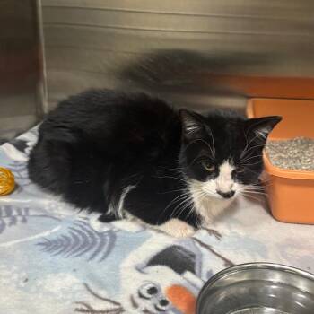 Domestic Short Hair Cats Available for Adoption - Frosty | PetCurious