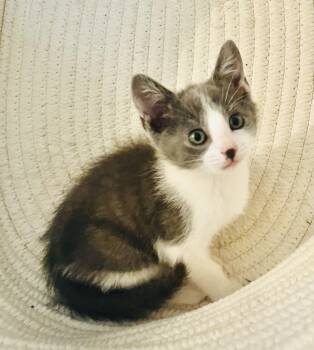 American Shorthair Cats Available for Adoption in Arlington, Texas - Nyx | PetCurious