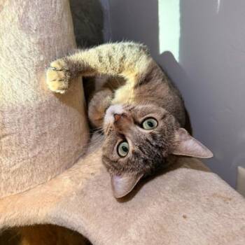Lizzy -  Domestic Short Hair Cat for Adoption in Green Bay, Wisconsin - Lizzy | PetCurious