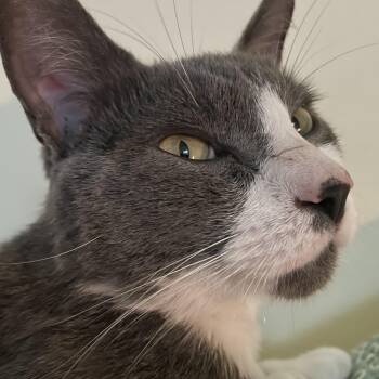Toeby -  Domestic Short Hair Cat for Adoption in Rochester, Washington - Toeby | PetCurious