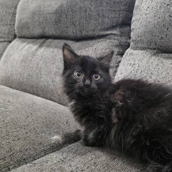 Everest -  Domestic Long Hair and Maine Coon Cat for Adoption in Mastic, New York - Everest | PetCurious