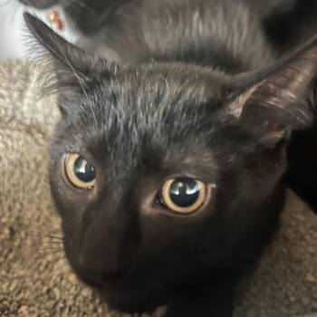Queso -  Domestic Short Hair Cat for Adoption in Chicago, Illinois - Queso | PetCurious