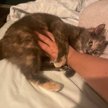 Tonks -  Domestic Short Hair Cat for Adoption in Inman, South Carolina - Tonks | PetCurious